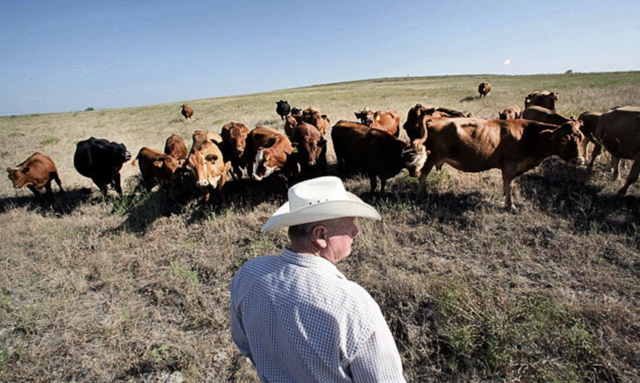 Drought threat to cattle ranching in Texas